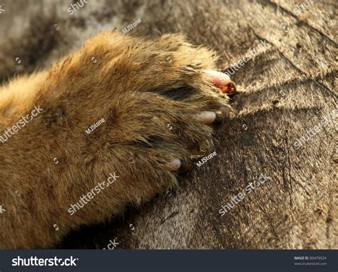 Claw Marks Stock Photo 89479924 Shutterstock