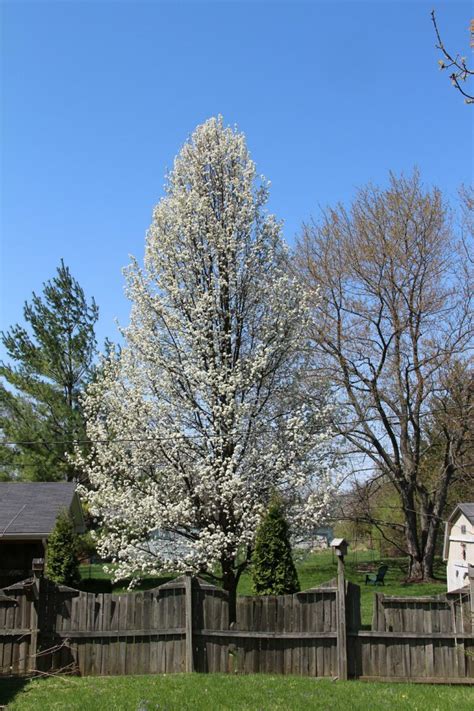 Bradford Pear Bounty Swapping Stinky Nuisances For Native Beauty