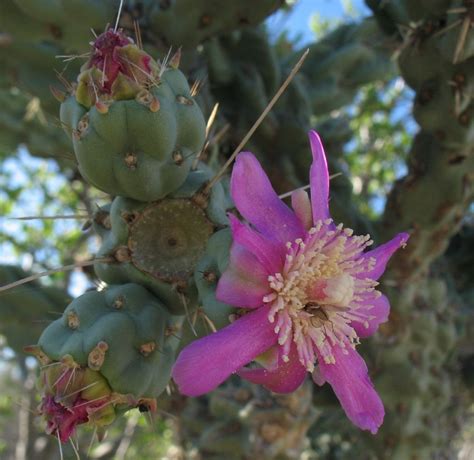 Desert Flower Names | desert flower pink | desert flowers | Pinterest | Desert flowers and Cacti