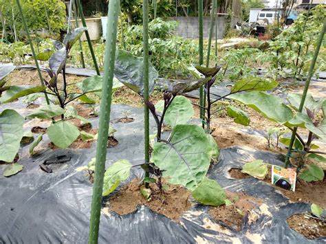 Eries Garden ナス科とウリ科が伸び盛り The Nightshade family and the Gourd Family