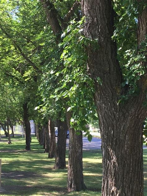 Elm Tree Pruning Can Begin In September News And Media Government