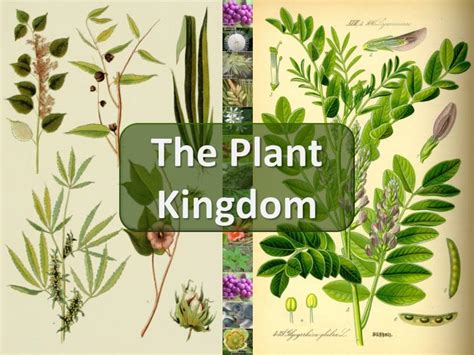 Ppt The Plant Kingdom Powerpoint Presentation Free Download Id2431607
