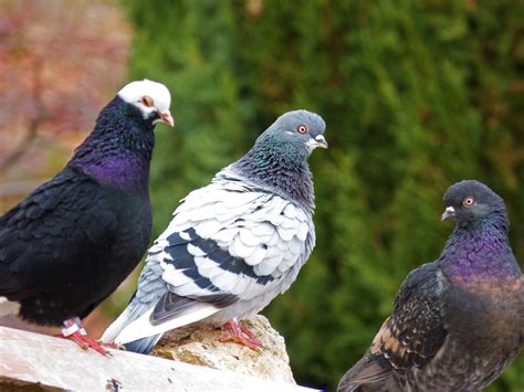 Free Images Bird Wildlife Beak Fauna Vertebrate Races Pigeon
