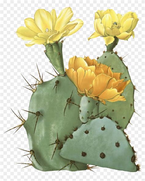 Drawn Cactus Prickly Pear Cactus Prickly Pear Cactus Transparent