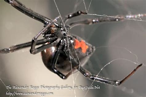 Black Widow Spider Latrodectus Mactans Latrodectus Mactans