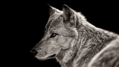 Animal Wolf View 4k Hd Wallpapers Hd Wallpapers Id 32513