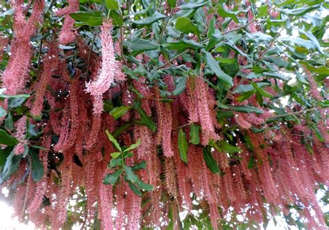 That said, there is a ton of stuff you can grow in central sc but you also need to be aware that it can be too warm for some things as well as too cold. pinkalicious macadamia tree - grows well in Willunga, a ...