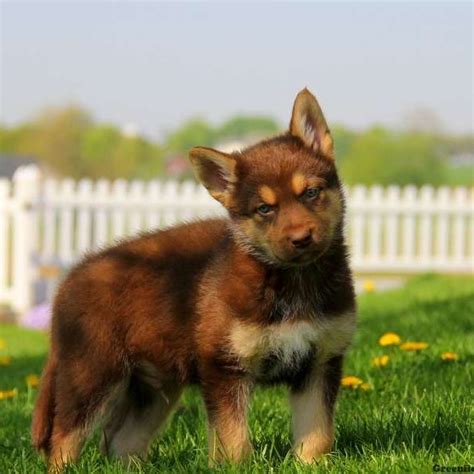 German shepherd & corgi mix. German Shepherd Mix Puppies For Sale - GSD Mix ...