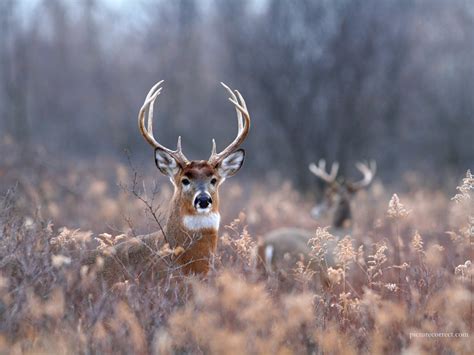 10 Best Whitetail Deer Desktop Background Full Hd 1920×1080 For Pc