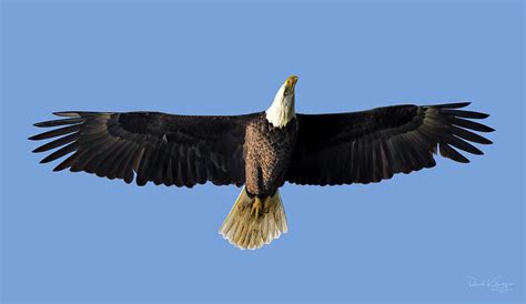 Spread Eagle 2 Photograph By Ronald Kotinsky Fine Art America