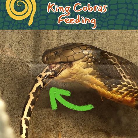 Its Feeding Time For The King Cobras Its Feeding Time For The King