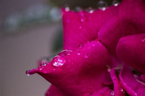 Raindrops Leaf Plant Red Flower Free Image Download