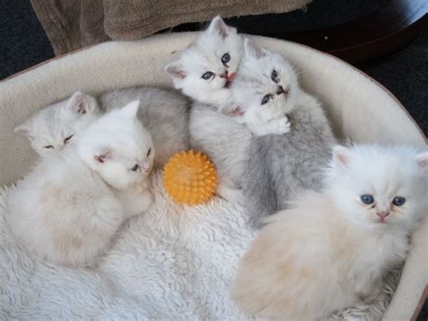 Great savings & free delivery / collection on many items. Exotic kittens for sale | Bradford, West Yorkshire ...