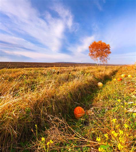 Colorful Autumn Landscape Stock Photo Image Of Flower 20535210