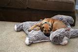 Giant Dog Pillow Photos