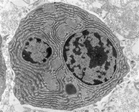 Animal Cell Structure Under Electron Microscope Cellfig9 1080×