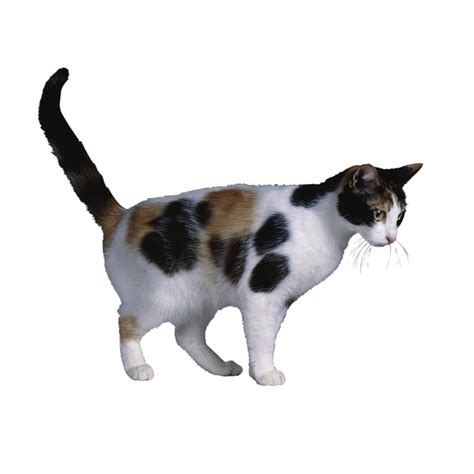 Calico Cat X Chromosome Cat Coat Genetics X Inactivation Cute Cat Png