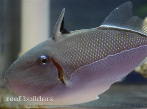 The Goldenback Triggerfish Xanthichthys Caeruleolineatus Makes An