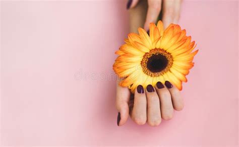 Female Beautiful Hands With Purple Manicure Hold A Yellow Gerbera Flower On Pink Paper