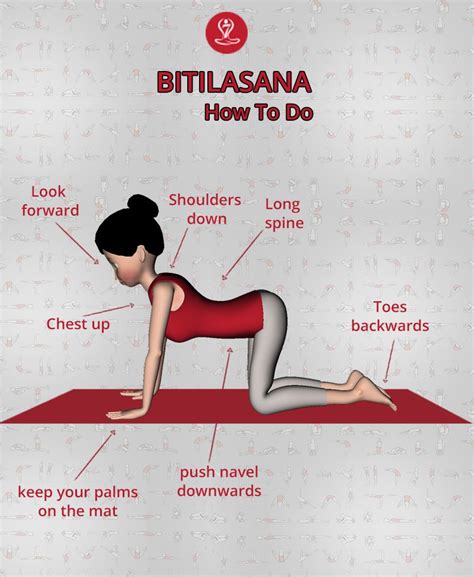 Bitilasana Or Cow Pose Its Name Is Derived From Sanskrit Words
