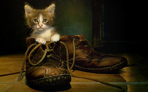 Cats Kittens Boots Animals Wallpapers Hd Desktop And Mobile