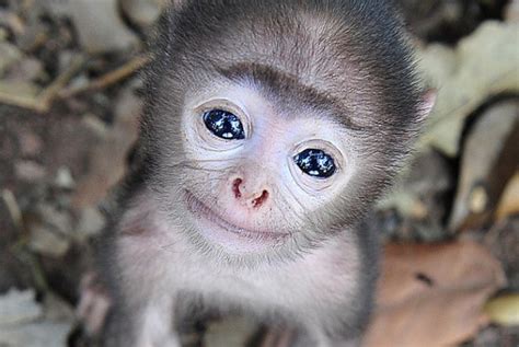 Check spelling or type a new query. Ini Dia Hewan Terimut di Dunia, Menggemaskan... | Republika Online