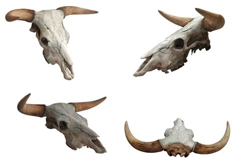 Gallery For Cow Skull Side View