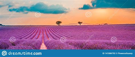 Beautiful Landscape Panorama Lavender Field Summer Sunset Landscape