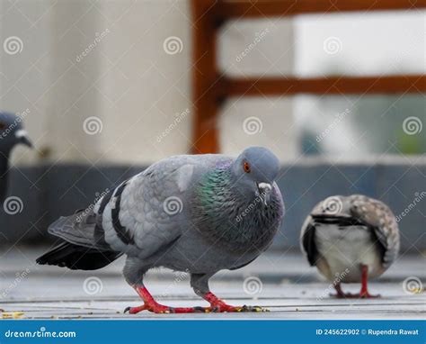 A Pigeon Eating Left Over Food House Pigeoncolumbidae Is A Bird