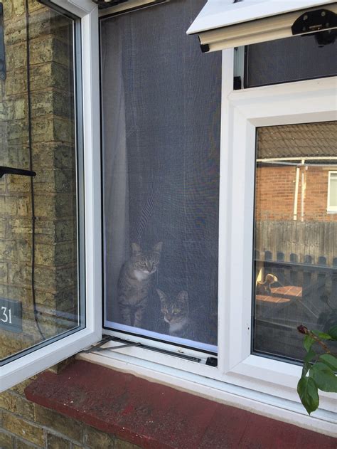 Custom Flat Cats Window Screens Mesh Window Protection For Etsy