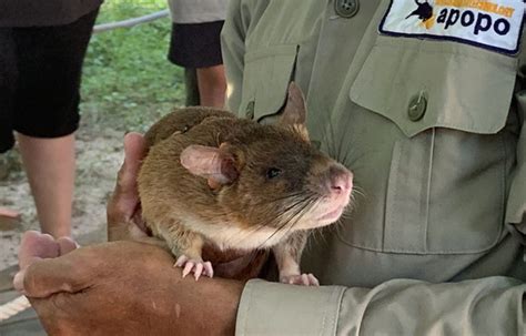 Apopo Works With African Giant Pouched Rats To Detect Landmines