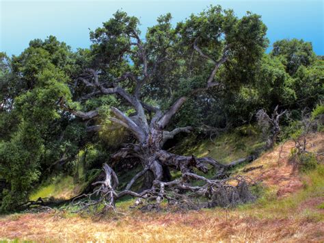 Best Drought Tolerant Trees Arbortec Tree Service