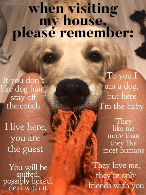 Pin By Herb Jure On Mans Best Freind Funny Dogs Dog Quotes Dogs
