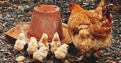 Mar 13, 2017 · they always remind me of spring. How to Start Raising Chickens for Meat with Low Budget & Maintenance