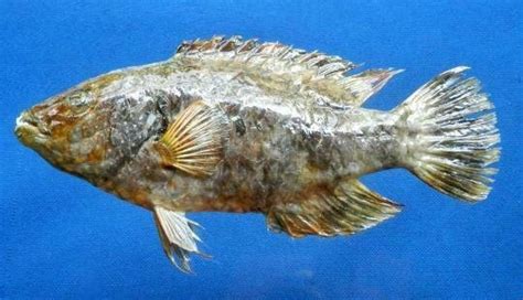 Tripletail Maori Wrasse Cheilinus Trilobatus Fish Taxidermy Oddities