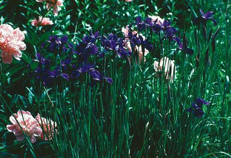Siberian Iris Peony Michigan Gardener
