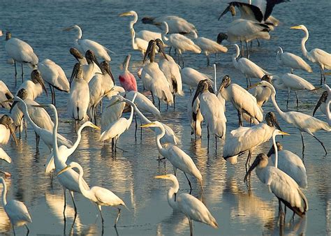 Más que una plataforma de streaming, caracol play es una experiencia única para sus usuarios. Visit Cayo District & Caracol in Belize | Audley Travel