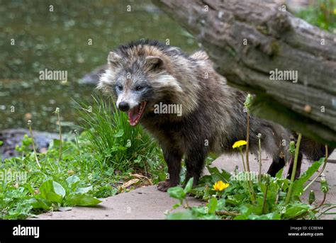 Raccoon Dog On A Meadow Nyctereutes Procyonoides Stock Photo Alamy
