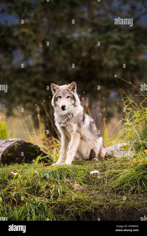 Grey Wolf Canis Lupus Pup Roams Its Enclosure Captive At The Alaska