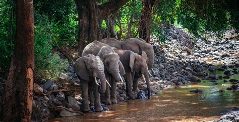 Whereas african elephants act as ecological filters by breaking tree saplings and stripping them of their foliage, asian elephants. African Forest Elephant (Loxodonta cyclotis) | about animals