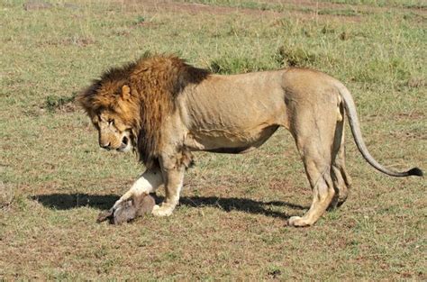 Amazing Pictures Show Real Life Simba Vs Pumba Fight For Survival As