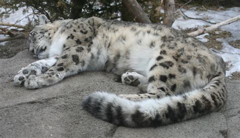 Filesnow Leopard Sleeping Buffalo Zoo Wikipedia