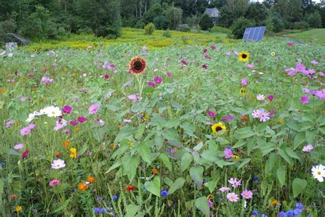 Planting Wildflowers On A Steep Bank American Meadows Grow