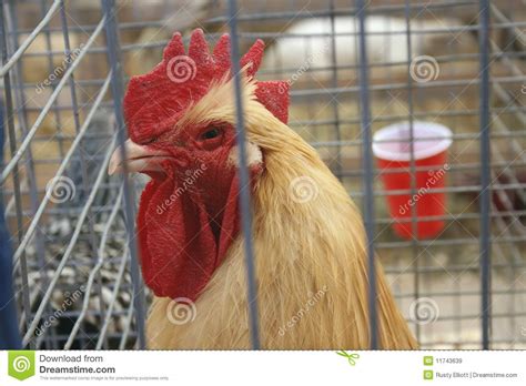 Rooster In A Cage Stock Image Image Of Cage Animal 11743639