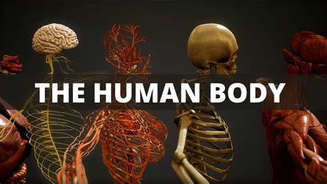 The Human Body Esl Lesson Main Body Systems And Organs Youtube
