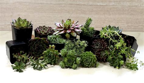 Cold Hardy Succulents List Of Succulents That Survive Winter Outdoors