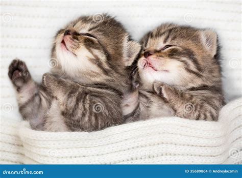 Two Sleeping Baby Kitten Stock Photo Image Of Adorable 35689864