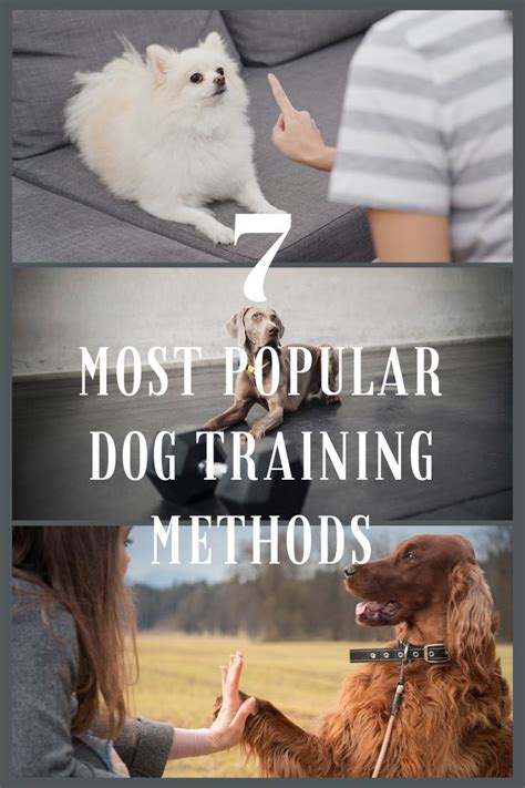 7 Most Popular Dog Training Methods Dog Training Methods Popular Dog