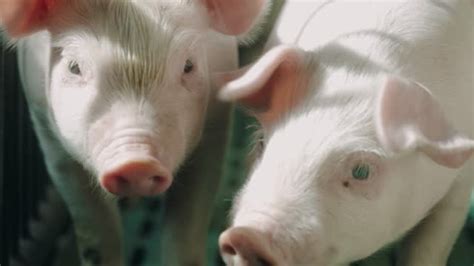Mating Pigs Videos And Hd Footage Getty Images