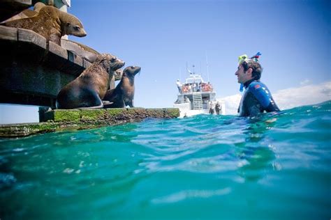 Private 2 Hour Dolphin And Seal Swim Mornington Peninsula